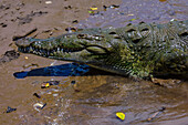 American crocodile (Crocodylus acutus) in Tarcoles river, Costa Rica