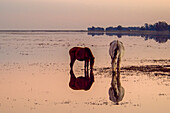 A mare and foal of the Marismena breed graze freely in the serene landscape of Donana National Park, Spain, reflecting in the tranquil waters at sunset.