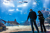 Lissabon,Portugal,1. März 2007,Besucher bewundern und zeigen auf Rochen und Haie,während sie das Meeresleben in Lissabons Oceanário-Tank erkunden.