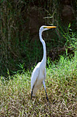 Silberreiher im Tarcoles-Fluss,Costa Rica