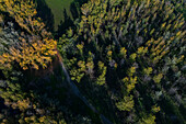 Aerial view of an area of trees