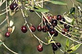 Olive fruit on a tree near Monteriggioni, Sienna, Italy.