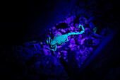 A scorpion glowing under UV light