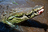 American crocodile (Crocodylus acutus) in Tarcoles river, Costa Rica