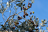 Olive fruit on a tree near Monteriggioni, Sienna, Italy.