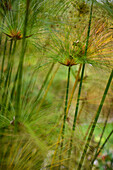 Papyrus (Cyperus papyrus) in der Combeima-Schlucht,Ibague,Kolumbien