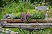 Verschiedene Kräuter beim Eintopfen in Blumenkasten aus Baumrinde, blühender Thymian