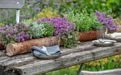 Verschiedene Kräuter beim Eintopfen in Blumenkasten aus Baumrinde, blühender Thymian