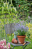 Katzenminze (Nepeta) im Topf auf Gartenstuhl