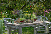 Garden table set with flowering herbs, oregano, mint, vases with a bouquet of fennel (Foeniculum Vulgare)