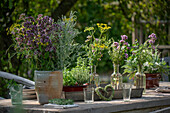 Laid garden table with flowering herbs, oregano, mint, vases with bouquets of fennel (Foeniculum Vulgare)