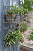 Salbei, Lavendel, Bohnenkraut, Thymian, Oregano und Currykraut in Töpfen auf Drahtregal