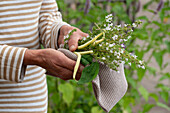 Frau hält Winterbohnenkraut oder Bergbohnenkraut mit Bohnen 'Neckargold' in der Hand