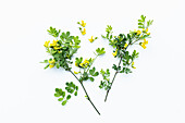 Strauchwicke (Hippocrepis emerus) mit gelben Blüten auf weissem Hintergrund