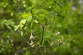 Gemeine Pimpernuss (Staphylea pinnata) mit weisser Blüte  am Naturstandort