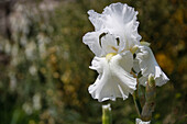 Weisse Schwertlilie (Iris Germanica) 'Lugano', Portrait