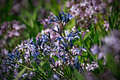 Rosa und blau blühender Orientalischer Blaustern (Amsonia orientalis), Frühling