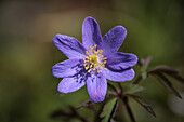 Wood anemone (Anemone nemorosa) 'Blue Queen', portrait