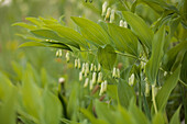 Vielblütige Weißwurz, Einheimischer Salomonssiegel (Polygonatum multiflorum) in der Wiese