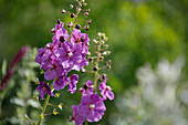 Violette Königskerze (Verbascum phoeniceum), Staude in der Wiese