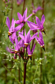 Götterblume (Dodecatheon media), Sternschnuppenblume in der Wiese