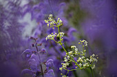 Wiesenblumen, Weißes Labkraut (Galium albun) und Wiesen-Salbei (Salvia pratensis)