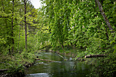 Grundwasser Bach im Frühling, fliesst durch Wald mit frisch ausgetrieben Bäumen, Bergwald, Schweiz