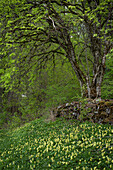 Vogelbeere (Sorbus aucuparia) im Austrieb und gelb blühende Wald-Schlüsselblume (Primula elatior), Val Müstair,  Unterengadin, Graubünden, Schweiz