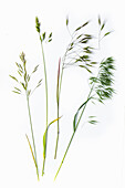 Verschiedene Trespenarten (Bromus erectus), Gräser, Studioaufnahme