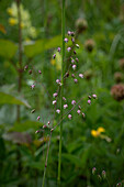 Wiesengräser , Mittleres Zittergras (Briza media)