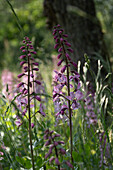 Aschwurz, Diptam (Dictamnus albus) am Naturstandort im Elsass, Département Haute-Rhin, Frankreich