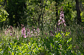 Aschwurz, Diptam (Dictamnus albus) am Naturstandort im Elsass, Département Haute-Rhin, Frankreich