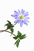 Frühlingsblühendes Balkan Windröschen (Anemone bland Blue Shades) vor weissem hintergrund