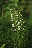 Wilde Orchidee, Weisses Waldvögelein (Cephalanthera longifolia)