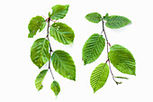 Die Rot-Buche (Fagus sylvatica) links und die Gemeine Hainbuche (Carpinus betulus) rechts im Vergleich auf weißem Hintergrund