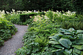 Blaublatt-Funkie (Hosta sieboldiana) 'Elegans', Wald-Geissbart (Aruncus dioicus), Salomonssiegel (Polygonatum multiflorum) und Schildfarn (Polystichum aculeatum) im Beet