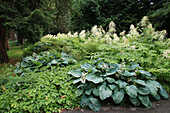 Blaublatt-Funkie (Hosta sieboldiana) 'Elegans', Wald-Geissbart (Aruncus dioicus), Salomonssiegel (Polygonatum multiflorum) und Elfenblume (Epimedium pinnatum) im Beet