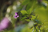 Finger-Zahnwurz (Cardamine pentaphyllos) im Frühlingswald, Portrait