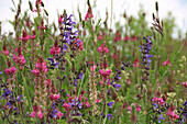 Blumenwiese mit Esparsette (Onobrychis vivvifolia) und Wiesen-Salbei (Salvia pratensis)