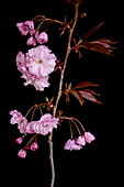 Japanische Blütenkirsche (Prunus serrulata 'Kanzan'), Studioaufnahme