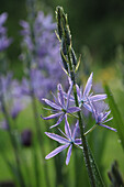 Prärielilie (Camassia leichtlinii) mit Wassertropfen