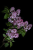 Garten Flieder (Syringa vulgaris) vor schwarzem Hintergrund, Studioaufnahme