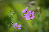 Rosa Blüte des Weichen Storchschnabel (Geranium molle)