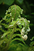 Farn im Austrieb im Frühling, Schildfarn (Polystichum aculeatum)