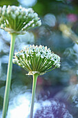 Zier-Lauch, Schwarzer Lauch (Allium nigrum), Blütenportrait