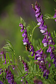 Heimische Vogelwicke (Vicia cracca) mit Biene