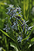 Nordamerikanischer Blausternbusch (Amsonia tabernaemontana), Östlicher Blaustern, Röhrenstern