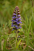 Kriechender Günsel (Ajuga reptans) in der Wiese, Portrait