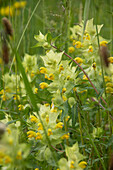 Zottiger Klappertopf (Rhinanthus alectorolophus)