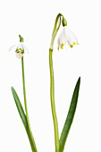 Die ähnlichen Blumen Schneeglöckchen (Galanthus nivalis) links und Märzenbecher (Leucojum vernum), Blüten vor weissem Hintergrund